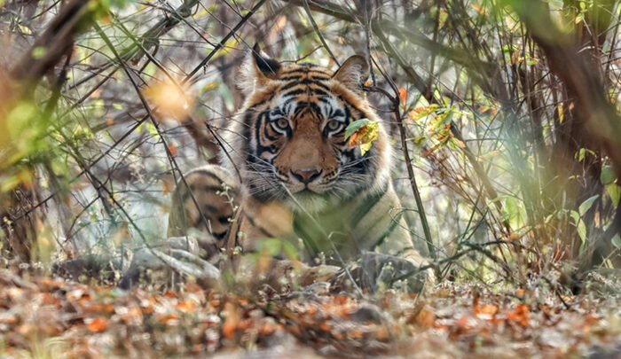 Beyond Ranthambore: Madhya Pradesh’s Quiet Wildlife Tourism Boom