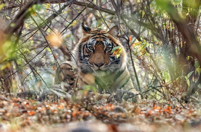 Beyond Ranthambore: Madhya Pradesh’s Quiet Wildlife Tourism Boom